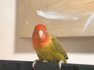 Lovebirds birds Two lovebirds - Advert 12