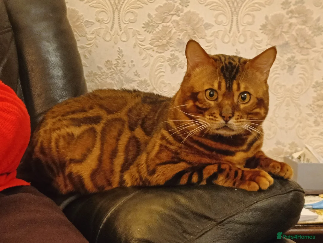 Bengal cats for sale: Clouded Bengal active male 4 years old.  - Advert 6