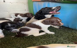 English Springer Spaniel dogs for sale: Health Tested & Part Trained - Image 6
