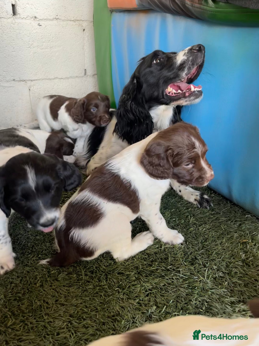 English Springer Spaniel dogs for sale: Health Tested & Part Trained - Image 6