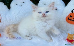 Ragdoll cats for sale: 🌸 GCCF Registered 🌸Exceptional Pedigree Ragdolls - Image 8