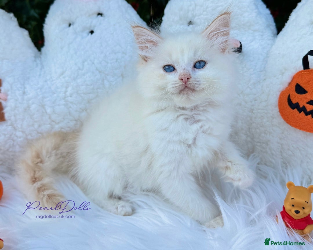 Ragdoll cats for sale: 🌸 GCCF Registered 🌸Exceptional Pedigree Ragdolls - Image 8
