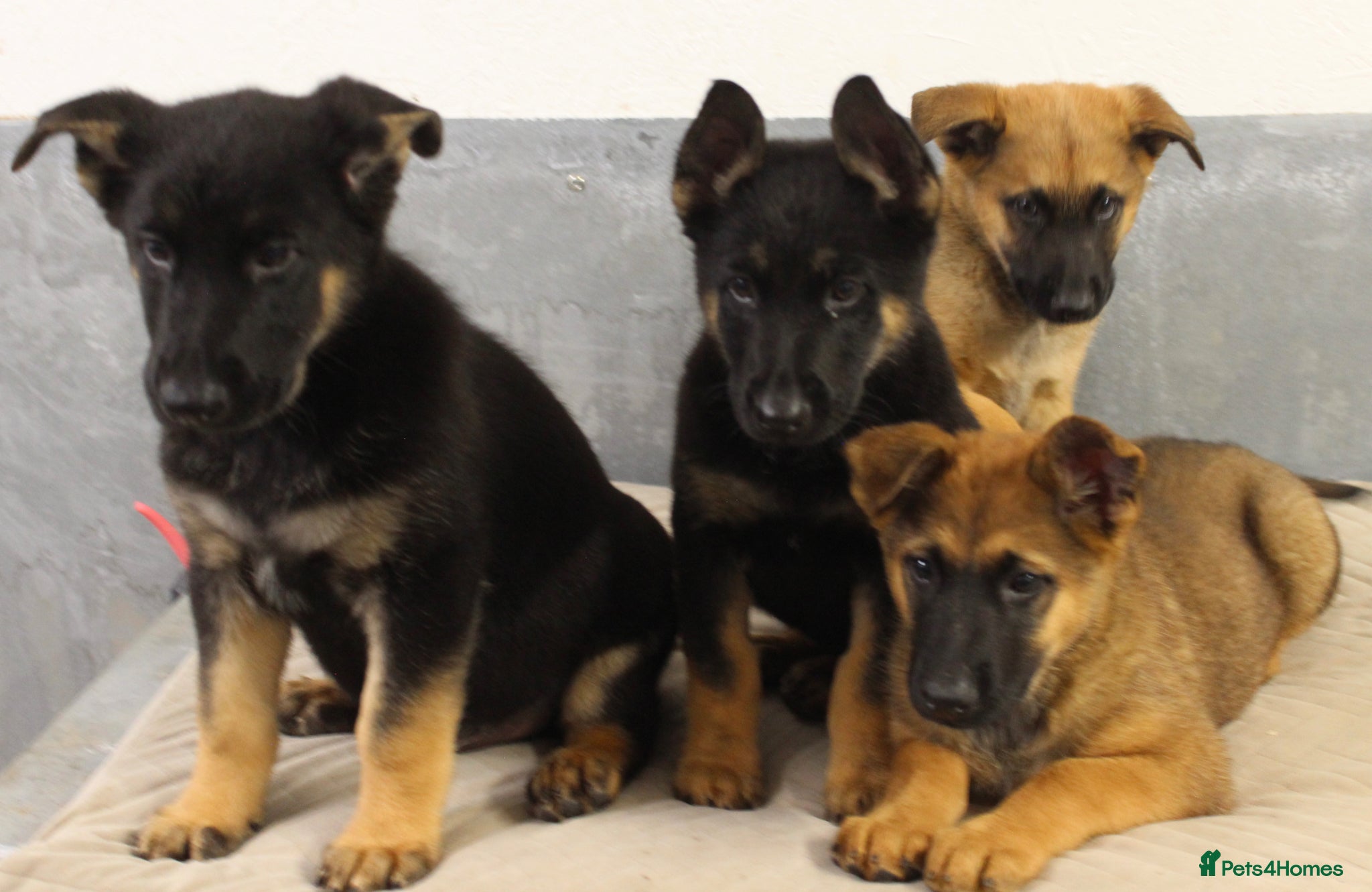 German Shepherd dogs for sale: German Shepherd Puppies  - Advert 2