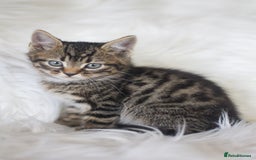 Mixed Breed cats for sale: 3 Happy Healthy Kittens - Image 5