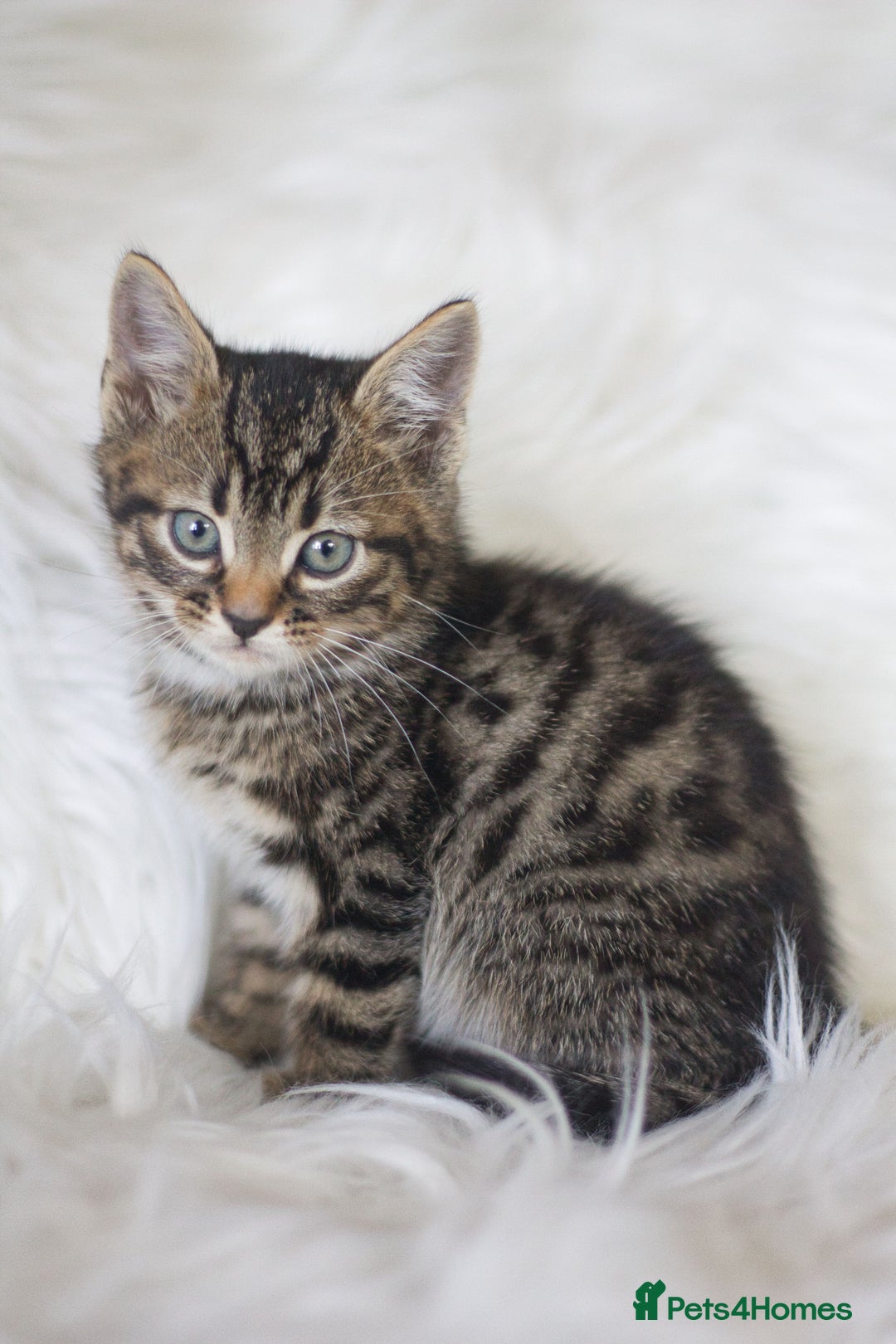 Mixed Breed cats for sale: 3 Happy Healthy Kittens - Image 5