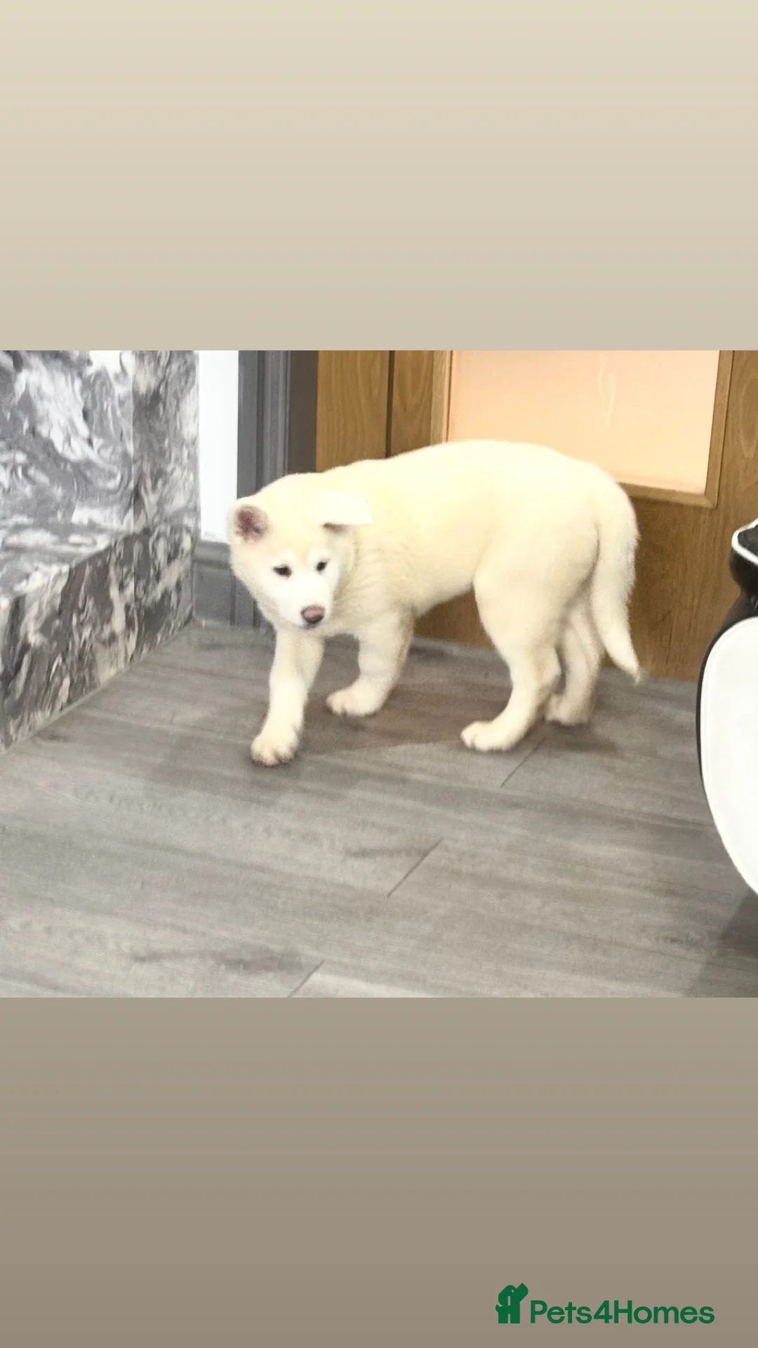 Japanese Akita Inu dogs for sale: Japanese Akita Inu - Advert 5