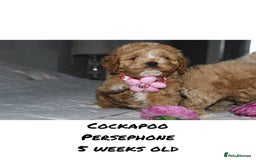 Cockapoo dogs for sale: Unique F1 Cockapoo Puppies - Advert 20