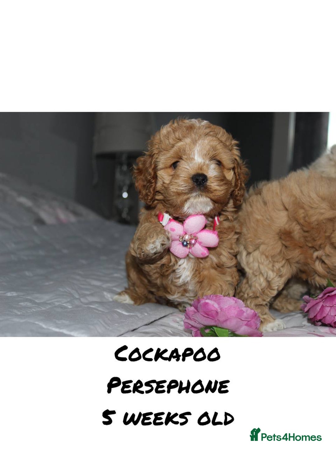 Cockapoo dogs for sale: Unique F1 Cockapoo Puppies - Advert 20