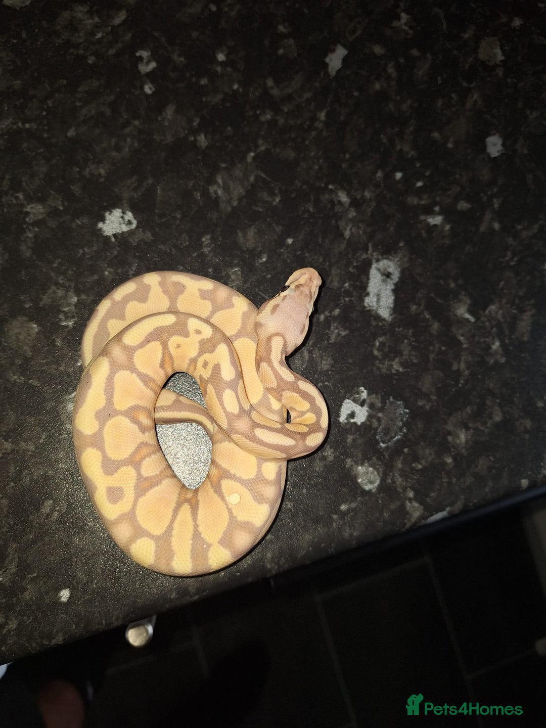 Python Snake reptiles for sale: Various royals available - Advert 6