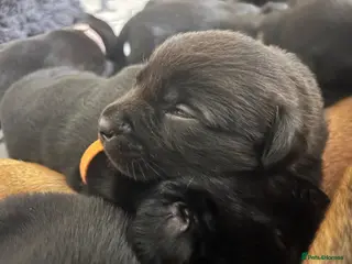 Mixed Breed dogs Rottweiler X Lab puppies - Advert 11
