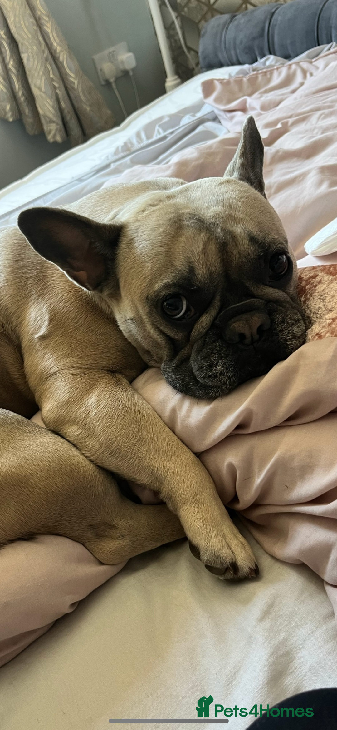 French Bulldog dogs for sale: Beautiful French Bulldogs - Advert 8