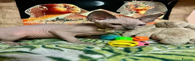 Sphynx Kitten 6