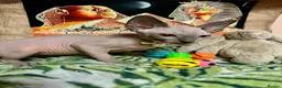 Sphynx cats for sale: Sphynx kittens✨ - Advert 4