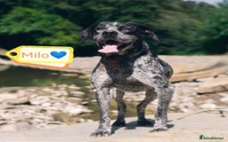 Mixed Breed dogs for adoption: 💙KOBE-A LOVING GERMAN POINTER LOOKING FOR HOME💙 - Advert 9