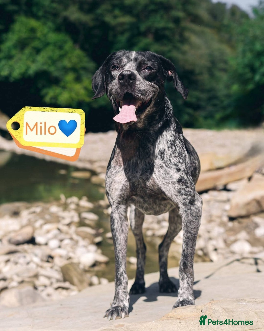 Mixed Breed dogs for adoption: 💙KOBE-A LOVING GERMAN POINTER LOOKING FOR HOME💙 - Advert 9