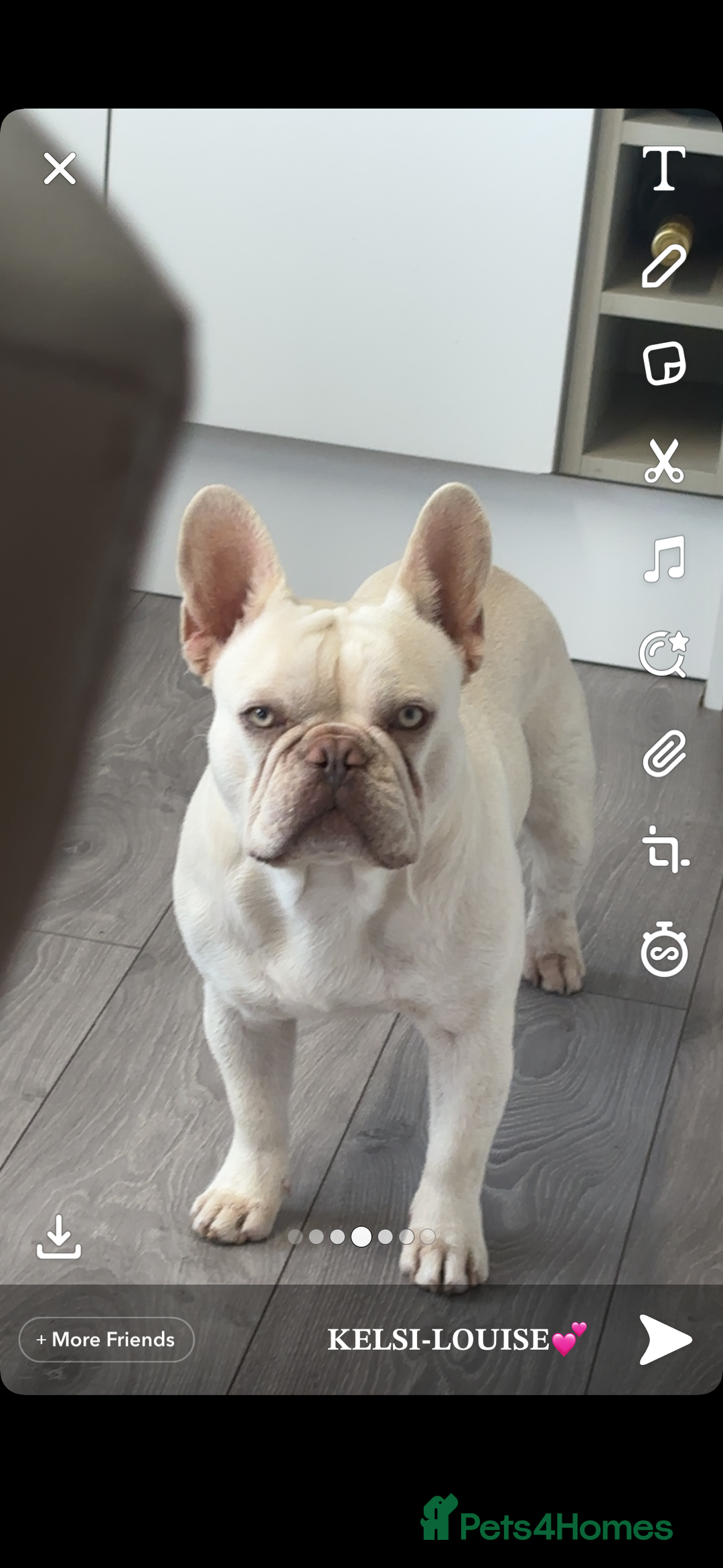 French Bulldog dogs for stud: White French bull dog blue eyes for stud  - Image 5