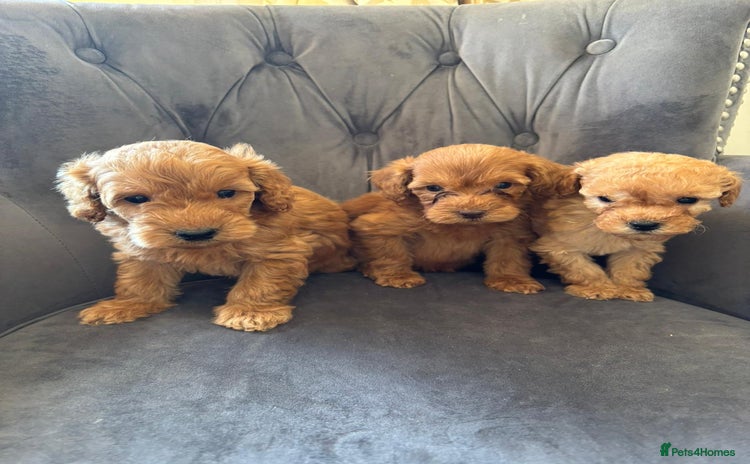 Labradoodle dogs - Advert 4