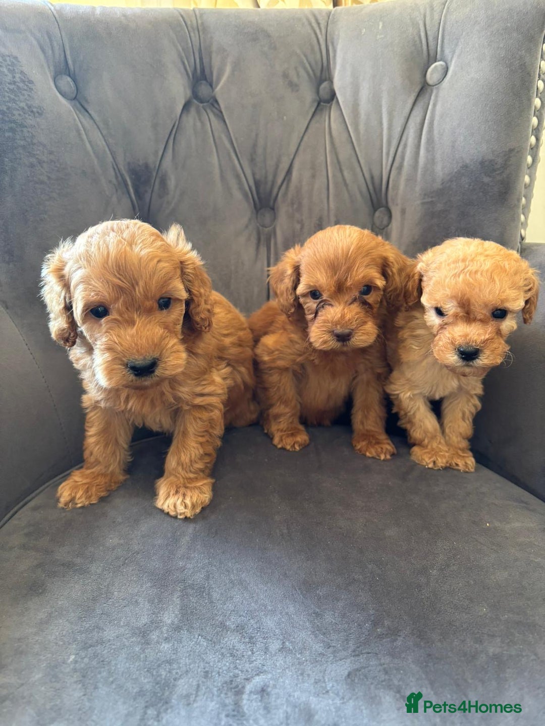 Labradoodle dogs for sale: LICENSED BREEDER Health tested mini labradoodles - Image 1