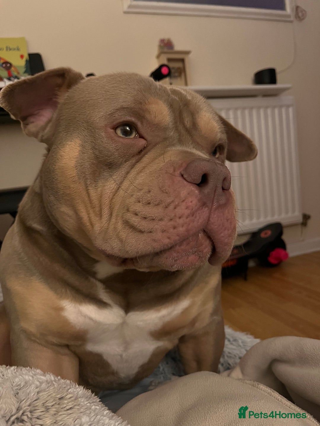 American Bully dogs for sale: Bruce - Advert 6