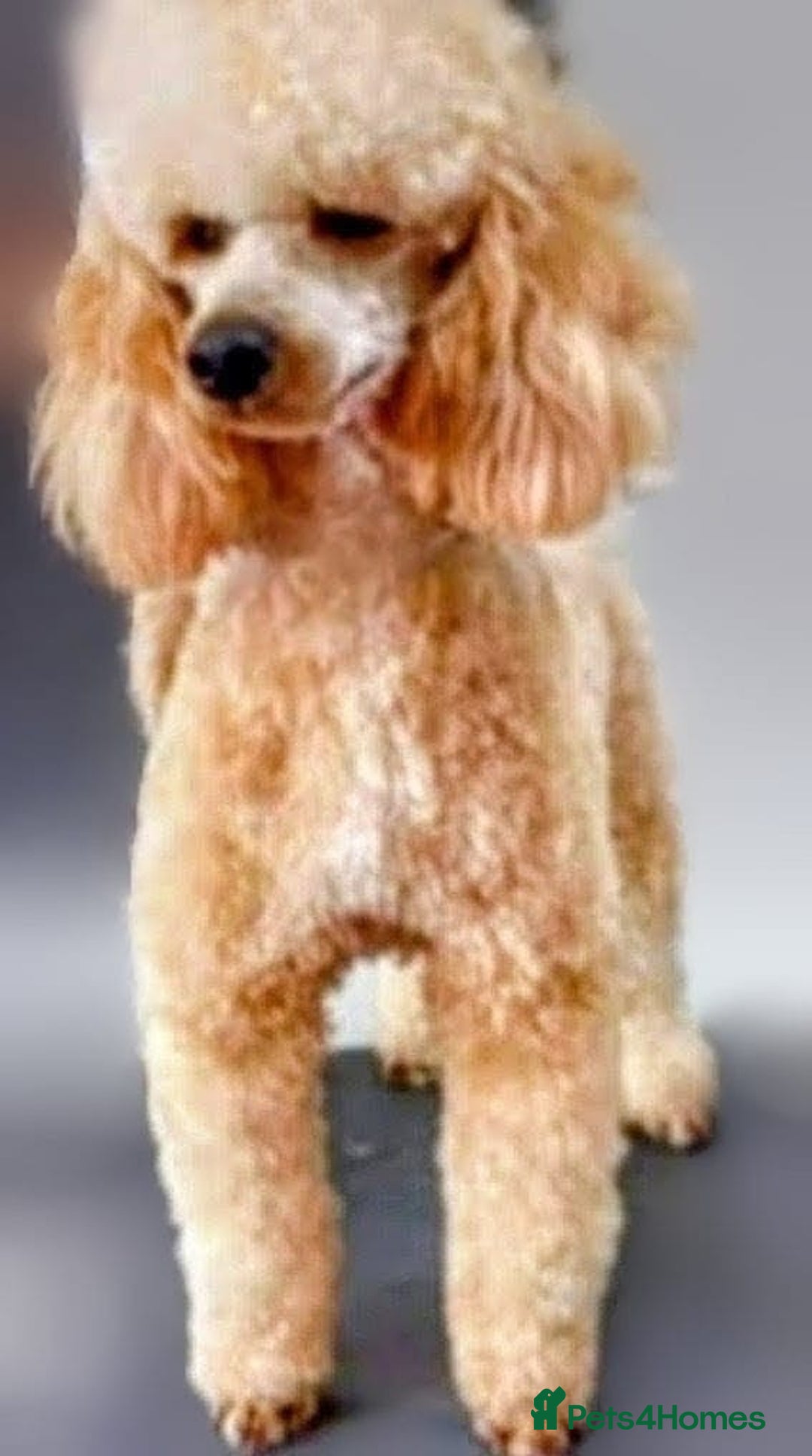 Labradoodle dogs for sale: Beautiful Champion Line F1 Labradoodle Puppies - Advert 7