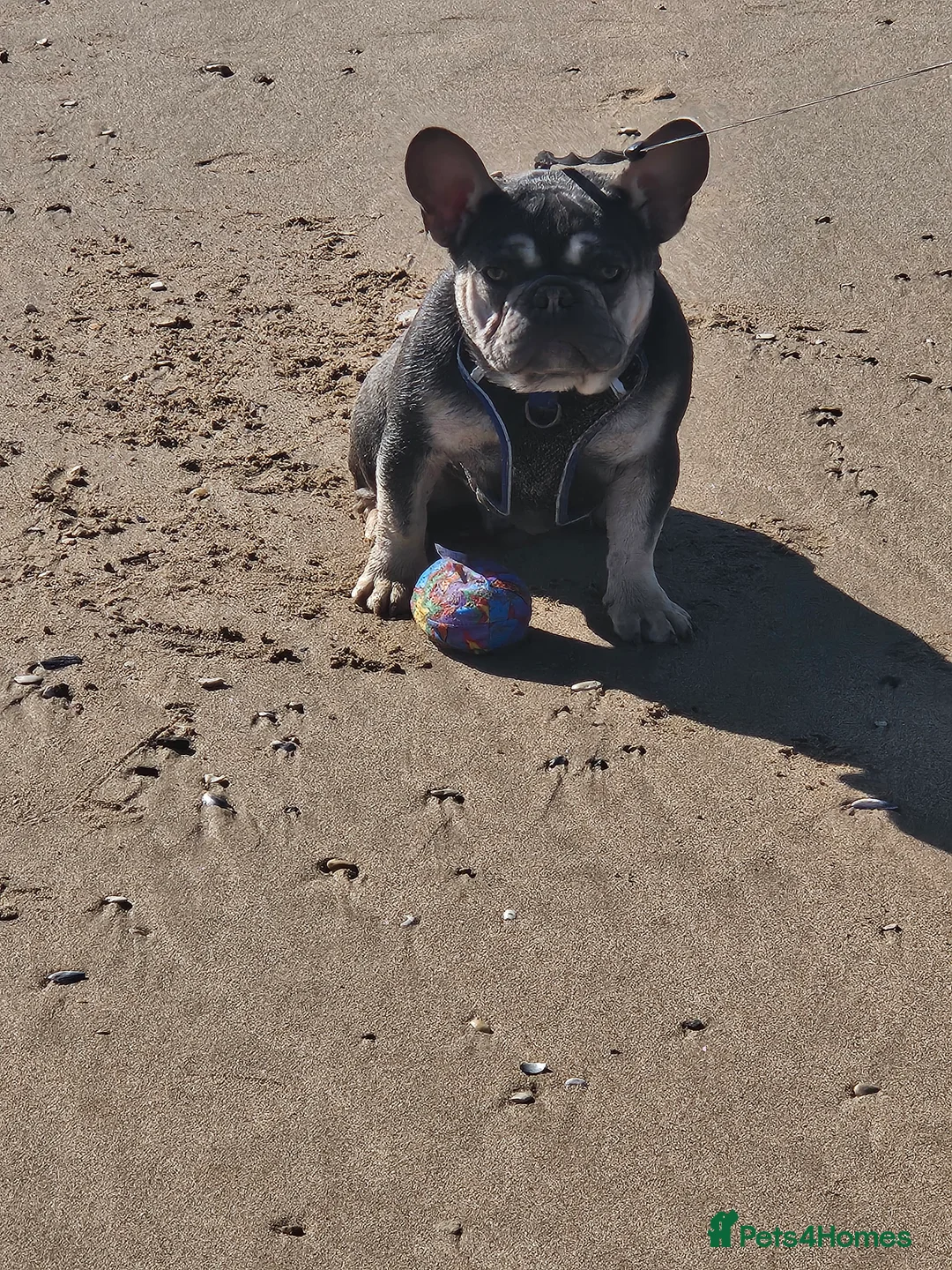 French Bulldog dogs for sale: Blue  - Advert 4