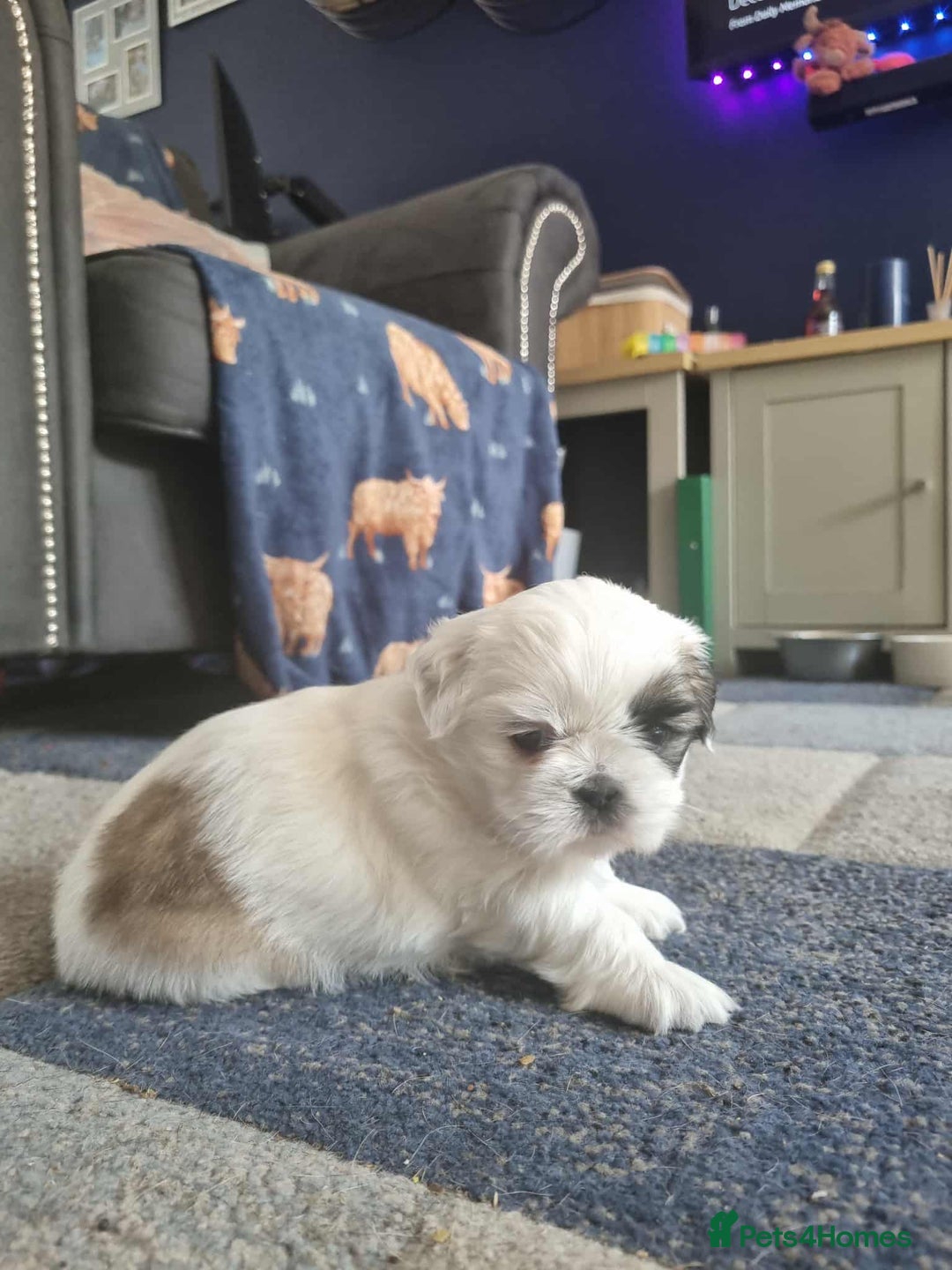 Shih Tzu dogs for sale:  ShihTzu puppies 1 girl  - Image 3