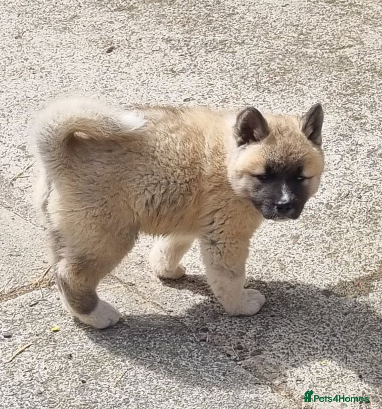 Akita dogs Akita pups - Advert 2