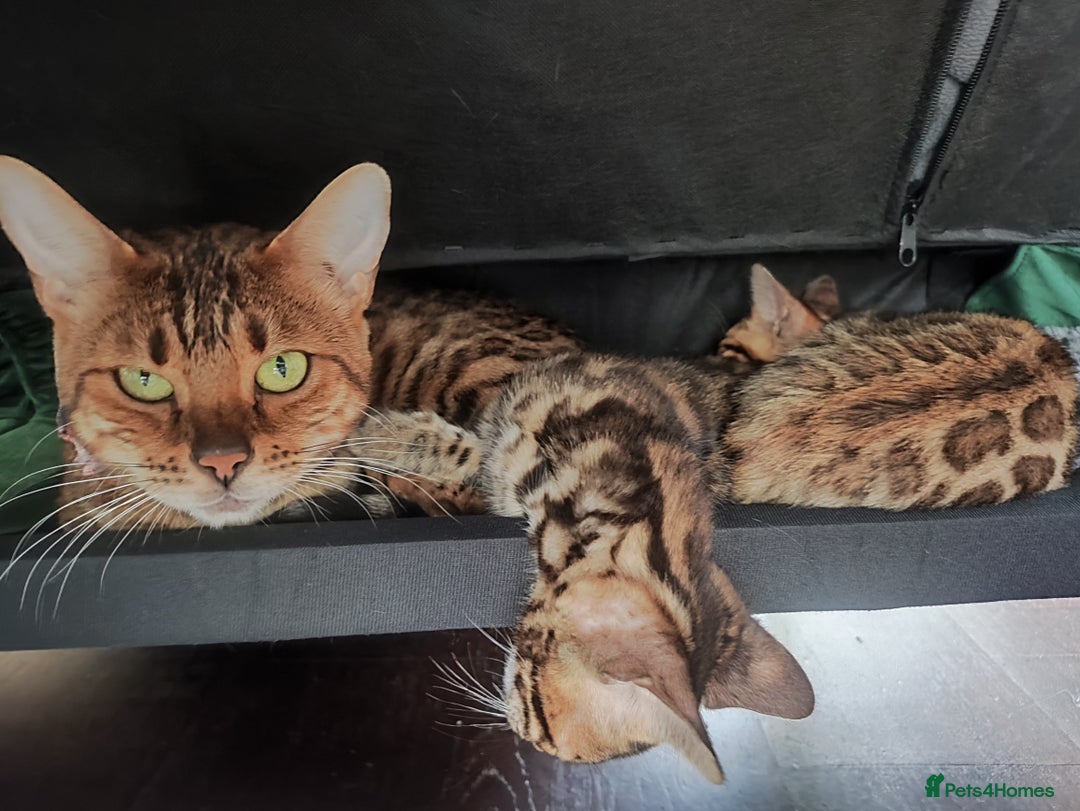 Bengal cats for sale: TICA Bengal Kittens for Sale – Stunning & Sweet! in Durham - Image 10