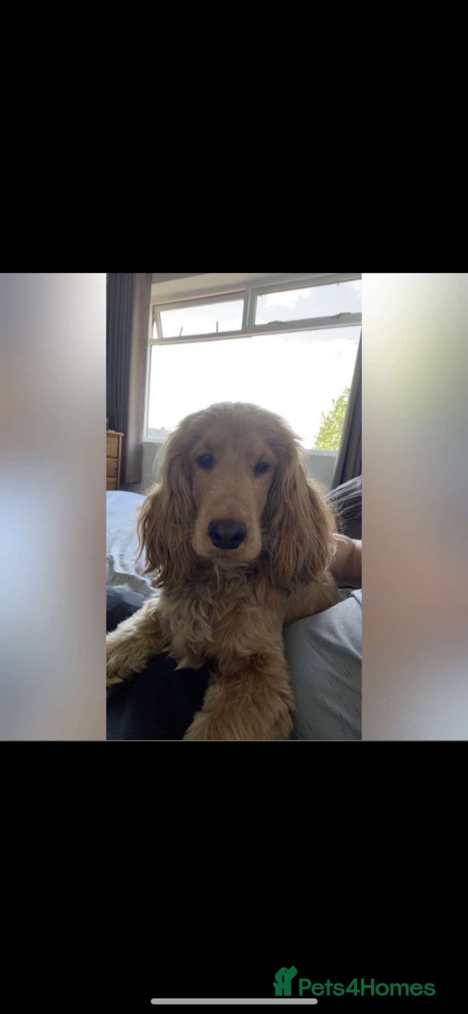 Cocker Spaniel dogs Stunning KC cocker spaniel puppies ❤️ - Advert 2