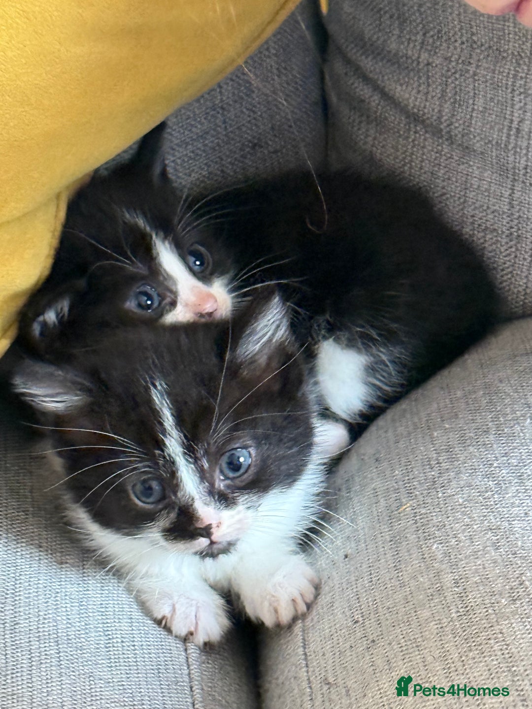 British Shorthair cats for sale: 5 gorgeous kittens - Image 11