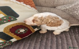 Cockapoo dogs for sale: Female cockerpoos  - Advert 3