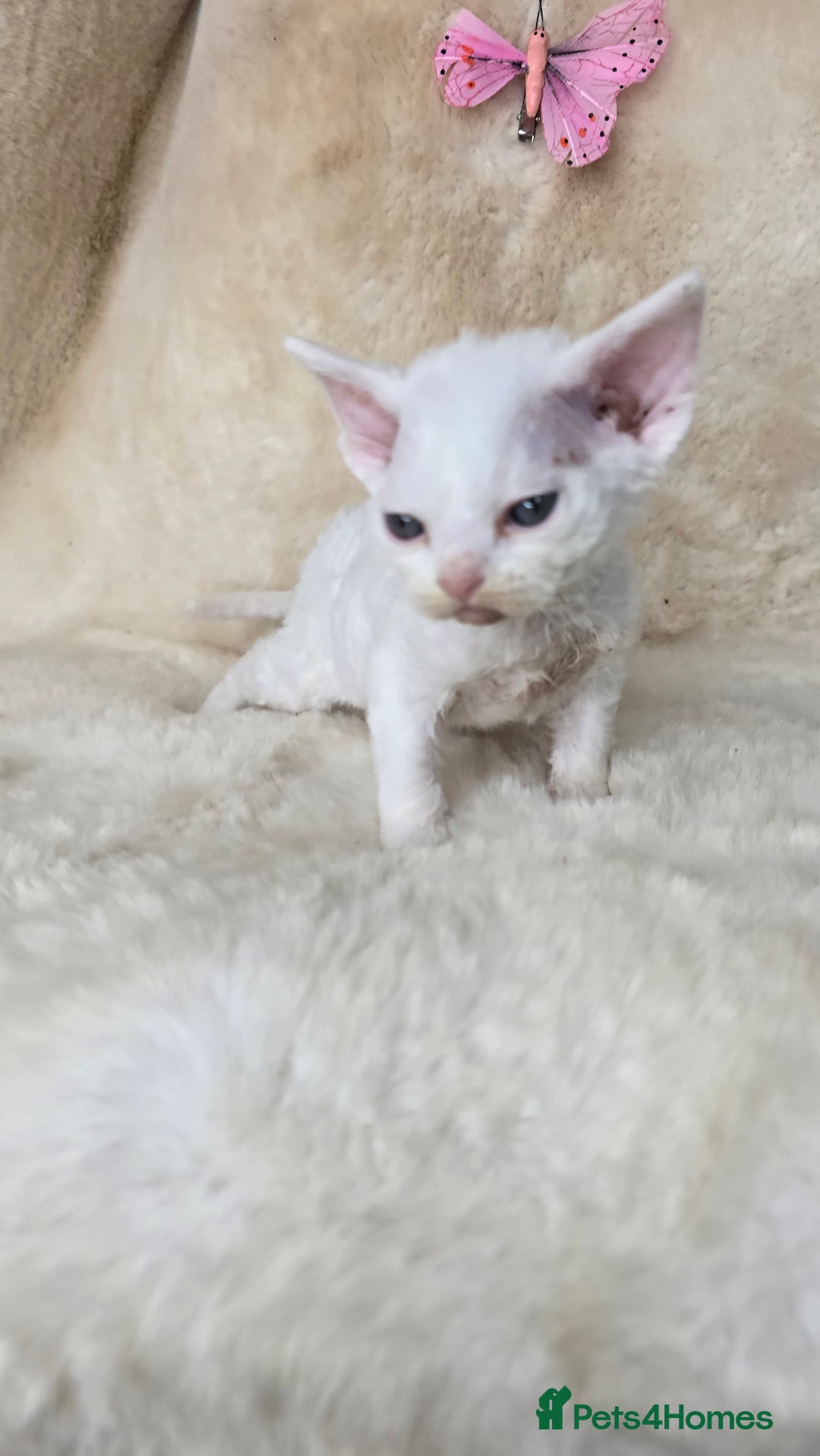 Devon Rex cats for sale: Tow beautiful Devon Rex boys  - Image 10