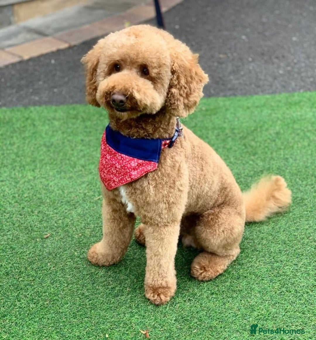 Cockapoo dogs for sale: 🐾 F1B Cockapoo Puppies – DNA Health Tested 🐾 - Image 6