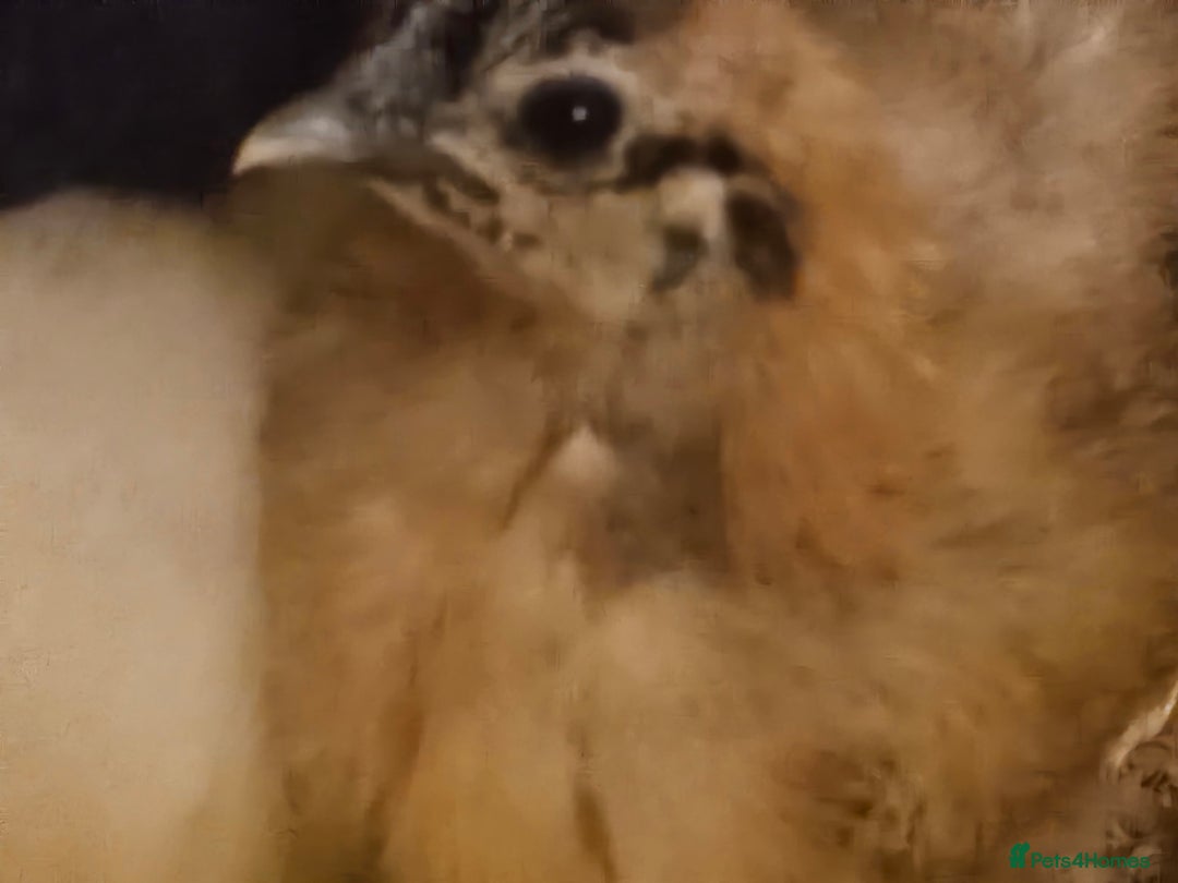 Chickens poultry for sale: Baby Purebred Silkies For Sale ✨️ - Advert 5