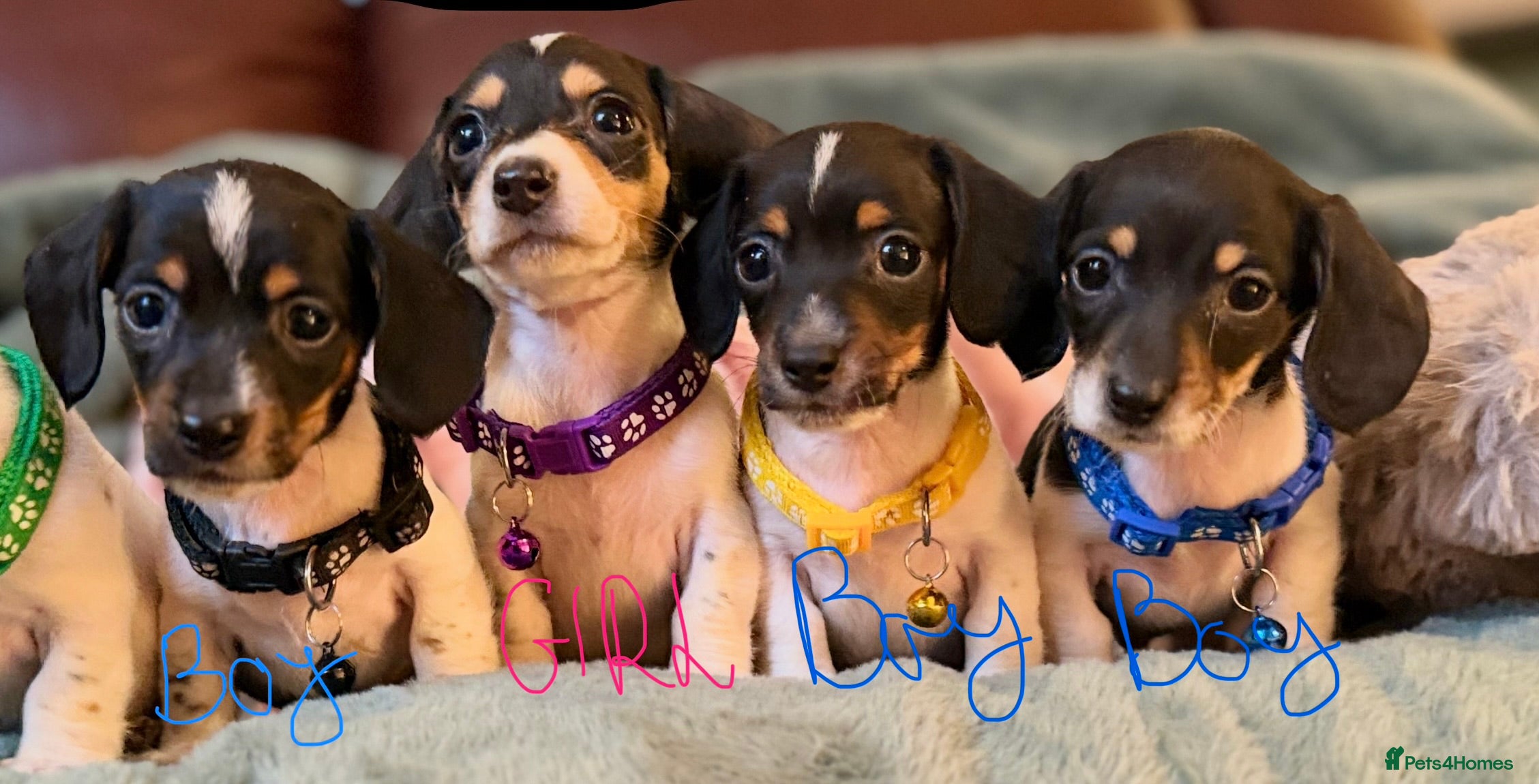 Miniature Dachshund dogs Meet the mini Oreos! Please read the ad.🐾 - Advert 1