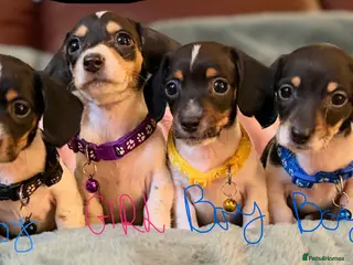 Miniature Dachshund dogs Meet the mini Oreos! Please read the ad.🐾 - Advert 4