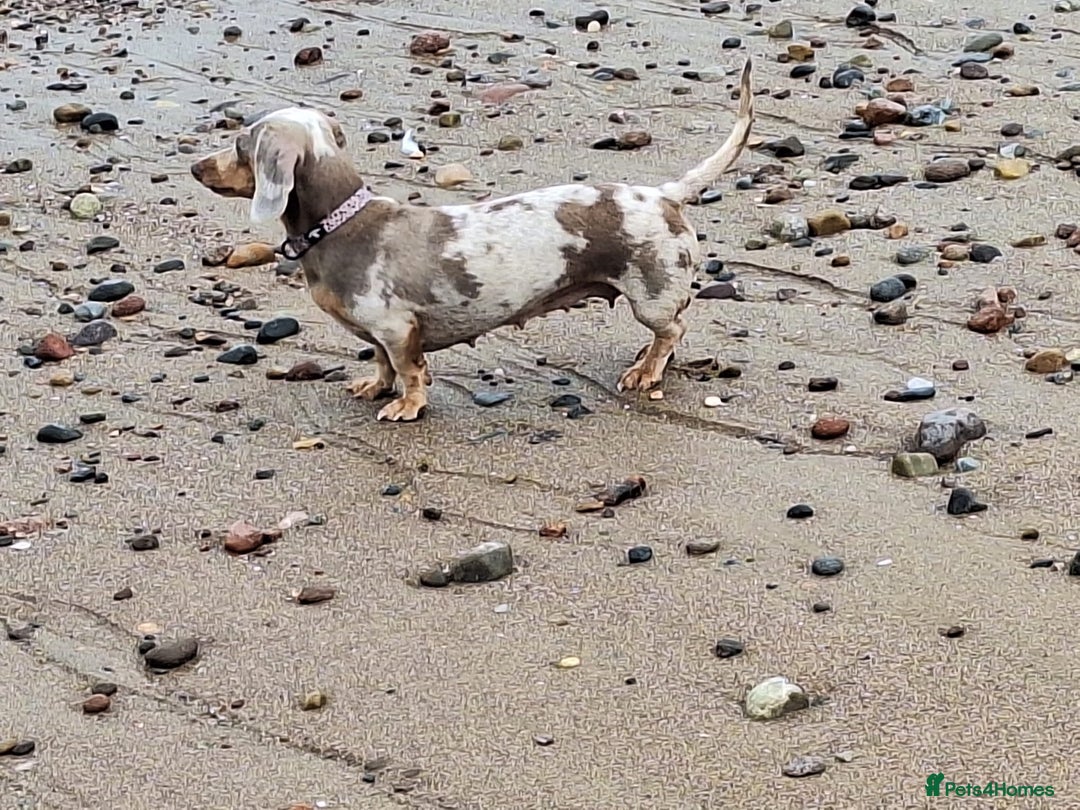 Miniature Dachshund dogs for sale: Paris  - Image 3
