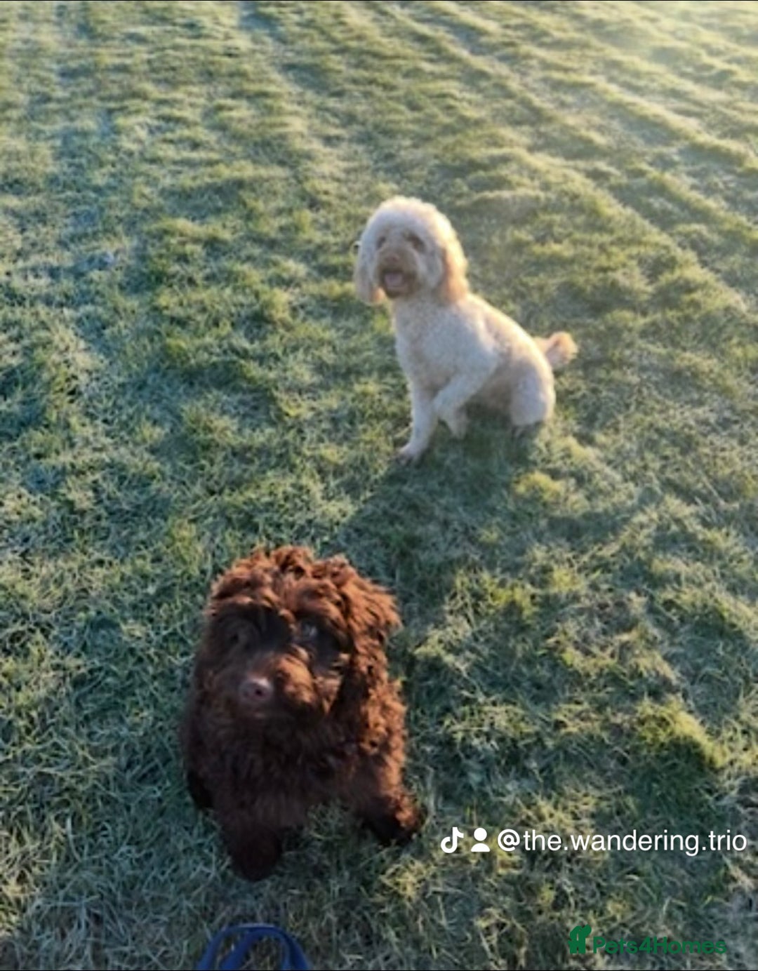 Cockapoo dogs for sale: 5 cockapoo puppies for sale 4 boys and 1 girl  - Advert 18