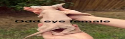 Sphynx cats for sale: One odd eye, 1 elf and 3 other kitty’s  - Advert 2