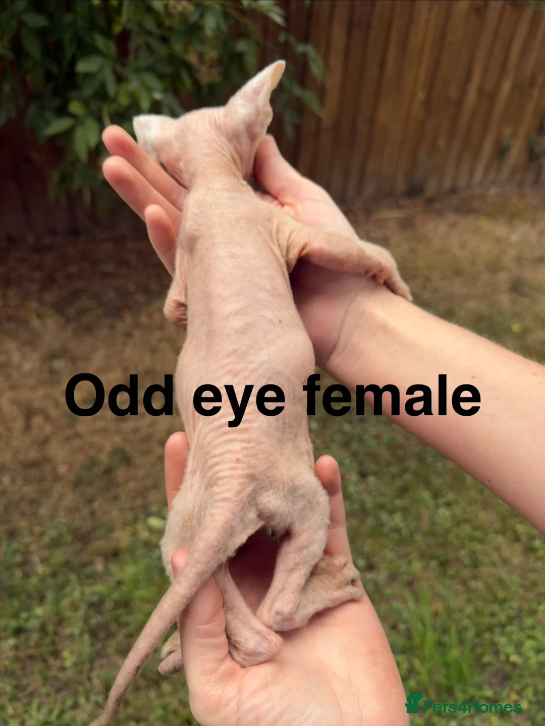Sphynx cats for sale: One odd eye, 1 elf and 3 other kitty’s  - Advert 2