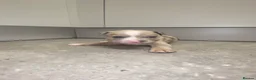 American Bully dogs for sale: 4 pups left ready to leave now - Advert 26