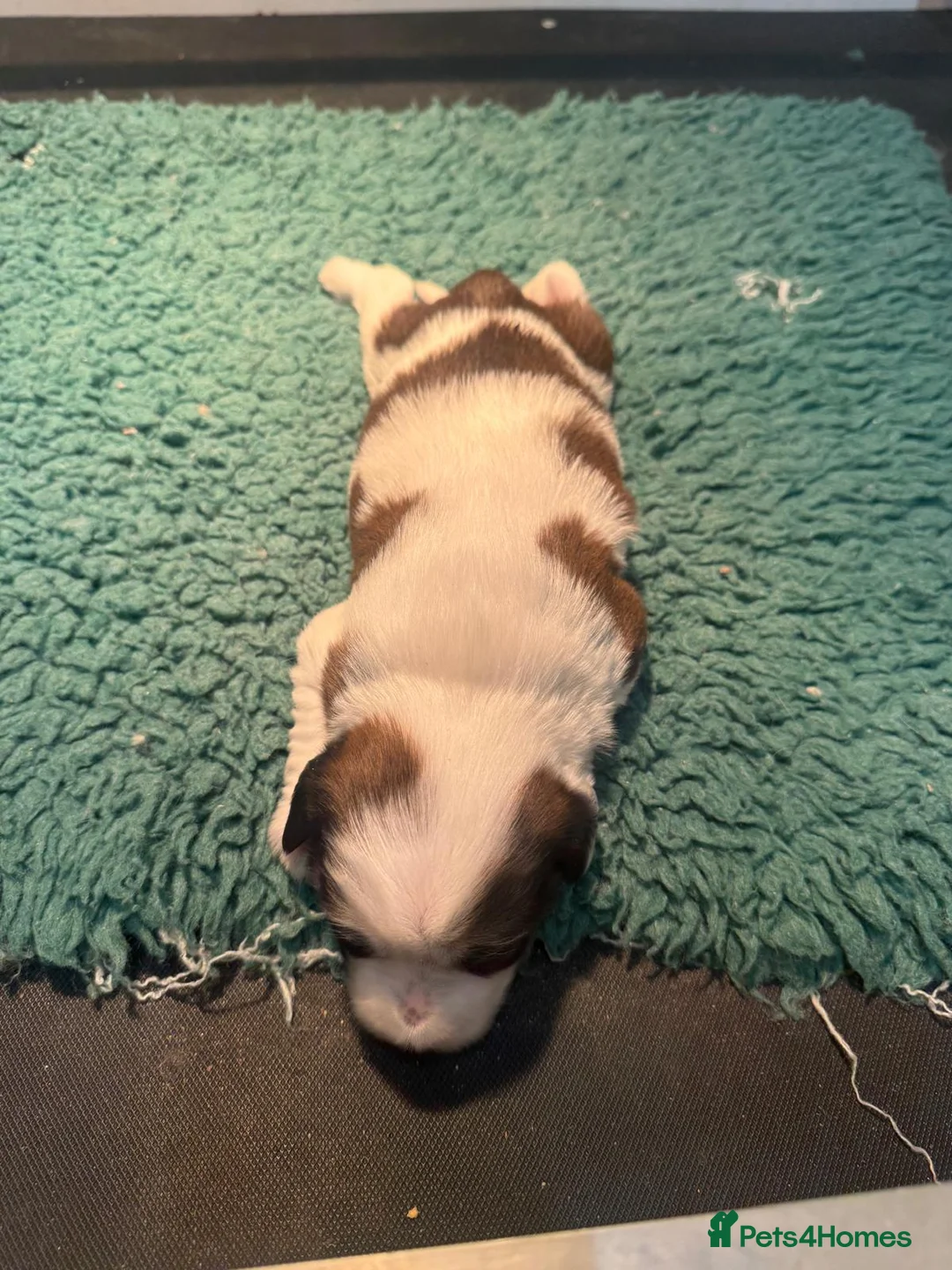 Tibetan Terrier dogs for sale: Beautiful Tibetan Terrrier puppies - Advert 7