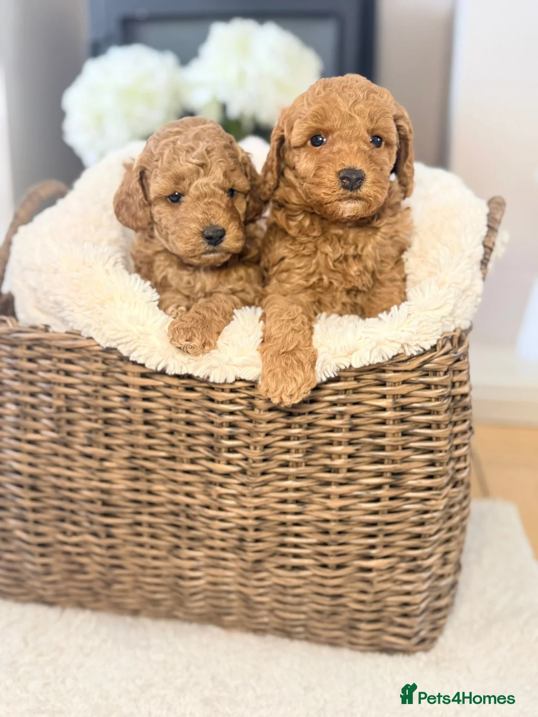 Cockapoo dogs for sale: Beautiful puppies  in Liverpool - Advert 1