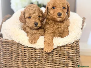 Cockapoo dogs Beautiful puppies - Advert 1