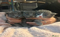 Maine Coon cats for sale: Maine coon x ragdoll  - Image 1