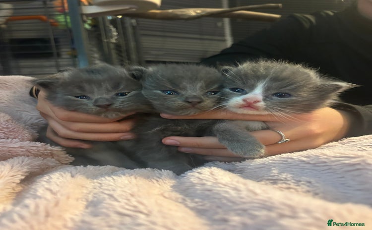 Maine Coon cats - Advert 2
