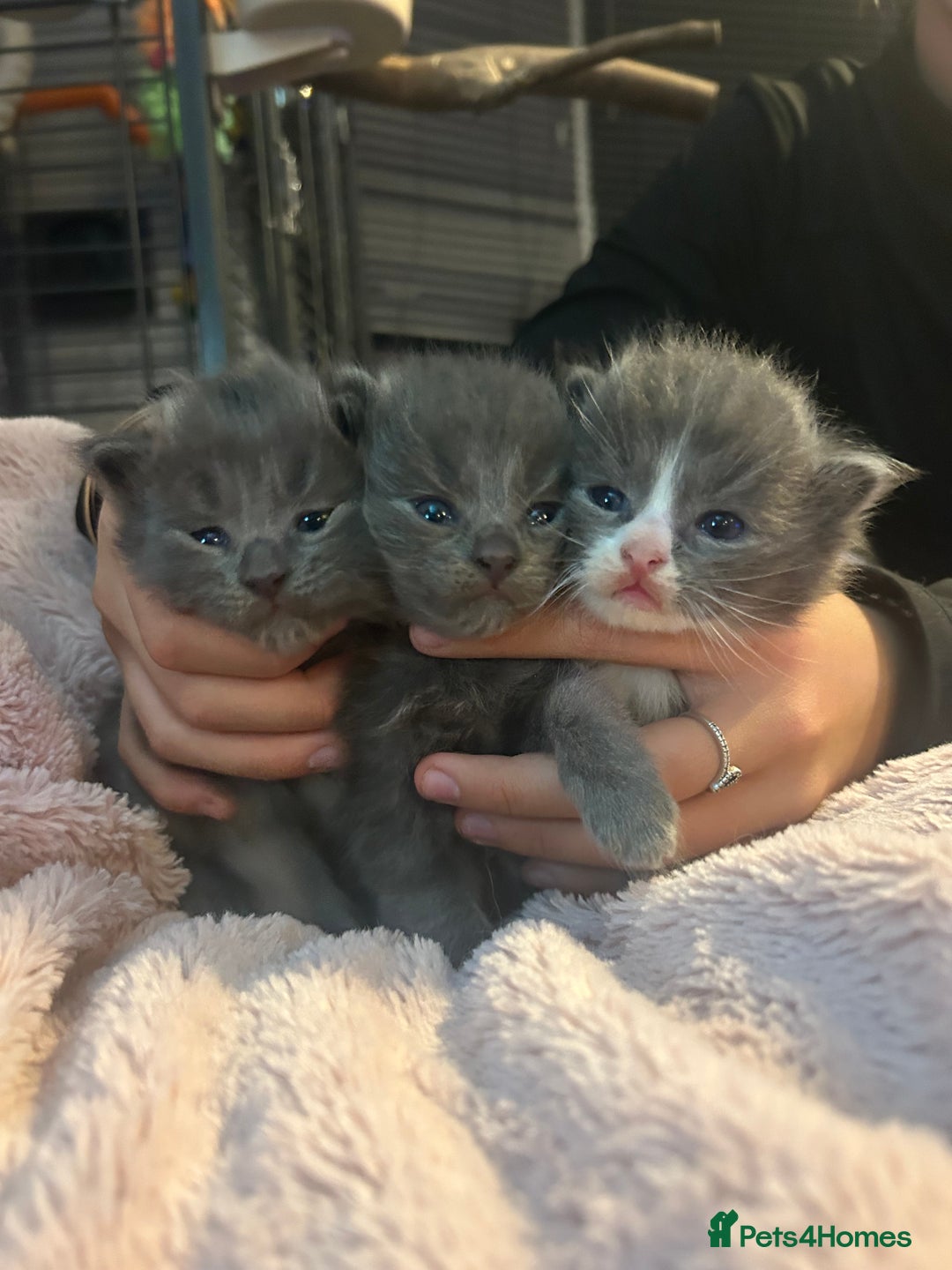 Maine Coon cats for sale: Maine coon x ragdoll  - Image 1
