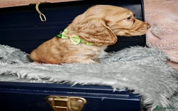 Cocker Spaniel dogs for sale: STUNNING LITTER OF KC SHOW COCKER SPANIEL PUPS!  - Image 15