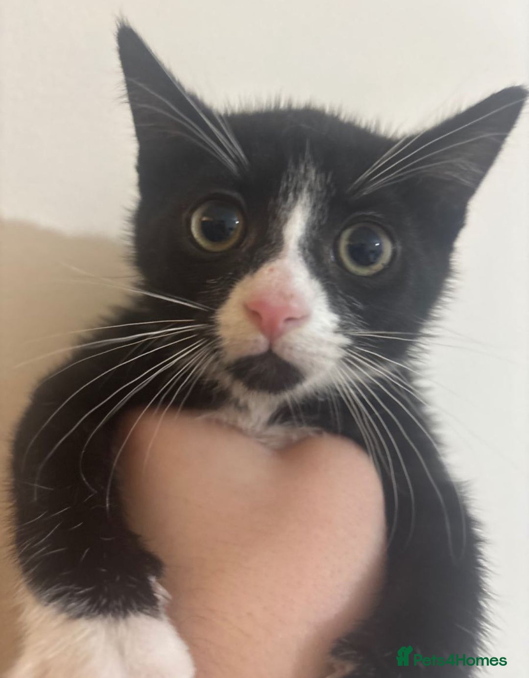 British Shorthair cats for sale: Black and white kitten (M) - Advert 1