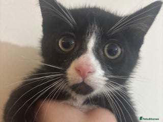 British Shorthair cats Black and white kitten (M) - Advert 1